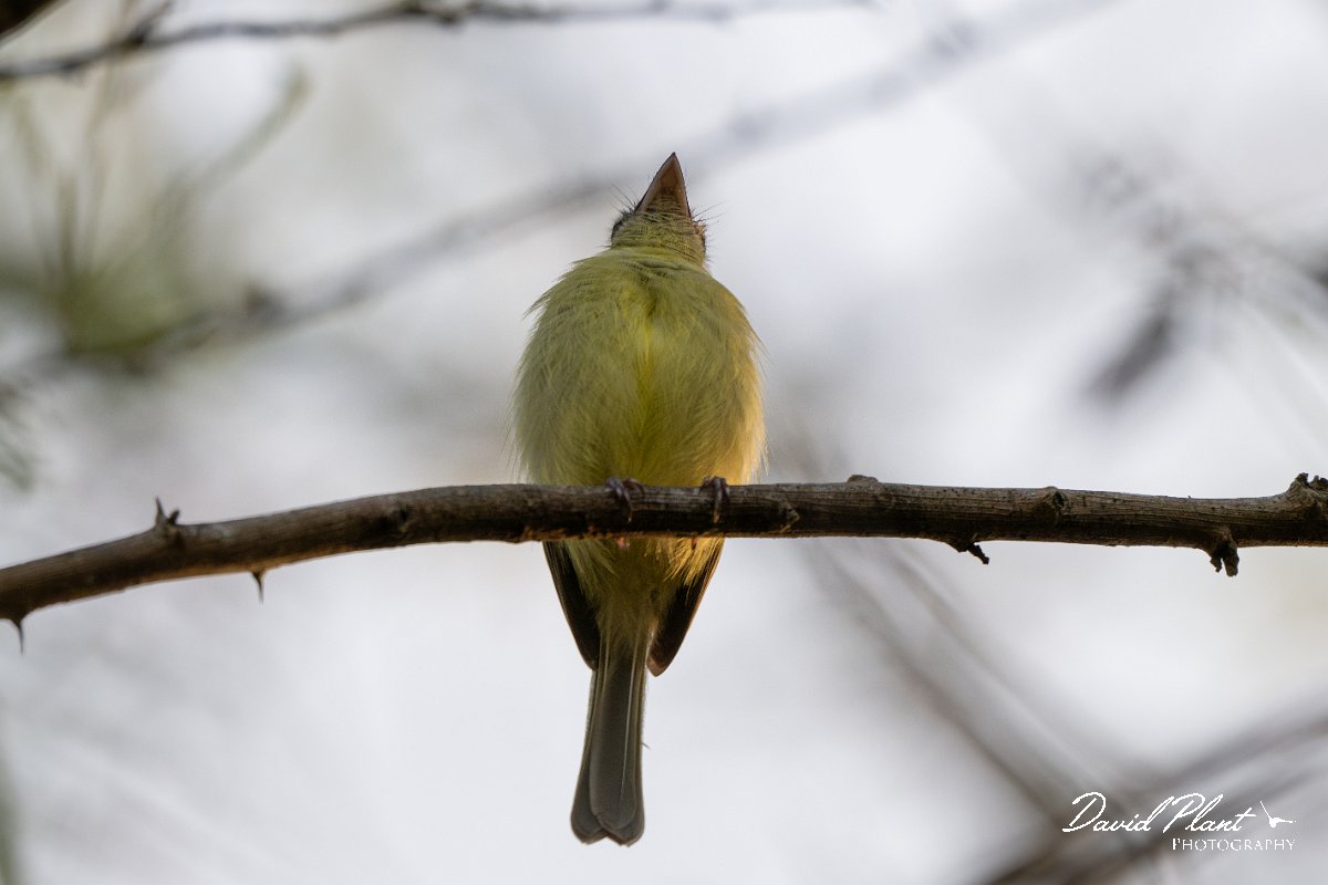 DPPhotography - Pantanal - Yellow-olive flatbill - B.jpg - Yellow-olive flatbill - Pantanal, Brazil