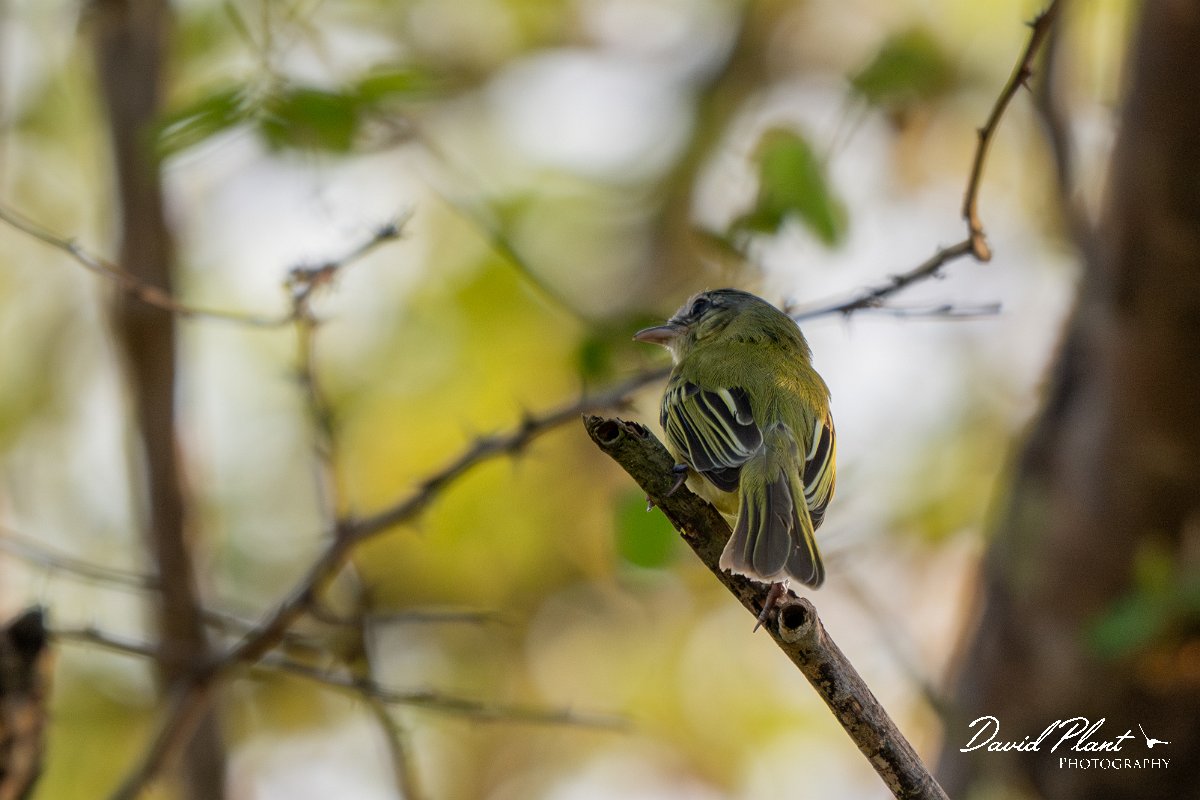 DPPhotography - Pantanal - Yellow-olive flatbill - C.jpg - Yellow-olive flatbill - Pantanal, Brazil