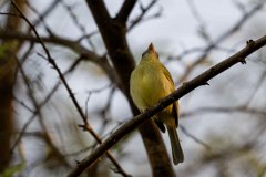 DPPhotography - Pantanal - Yellow-olive flatbill - A