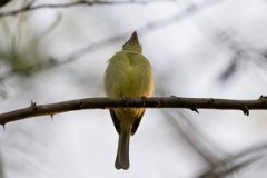 DPPhotography - Pantanal - Yellow-olive flatbill - B