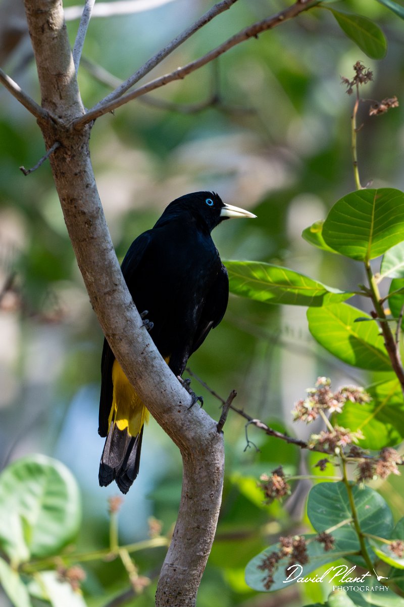 DPPhotography - Pantanal - Yellow-rumped cacique - A.jpg - Yellow-rumped cacique - Pantanal, Brazil