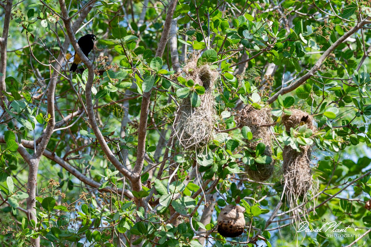 DPPhotography - Pantanal - Yellow-rumped cacique - B.jpg - Yellow-rumped cacique - Pantanal, Brazil