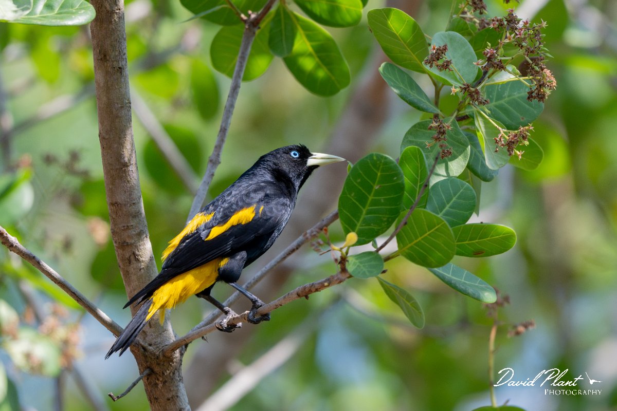 DPPhotography - Pantanal - Yellow-rumped cacique - C.jpg - Yellow-rumped cacique - Pantanal, Brazil