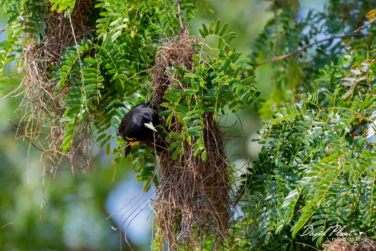 DPPhotography - Pantanal - Yellow-rumped cacique - E.jpg - Yellow-rumped cacique - Pantanal, Brazil