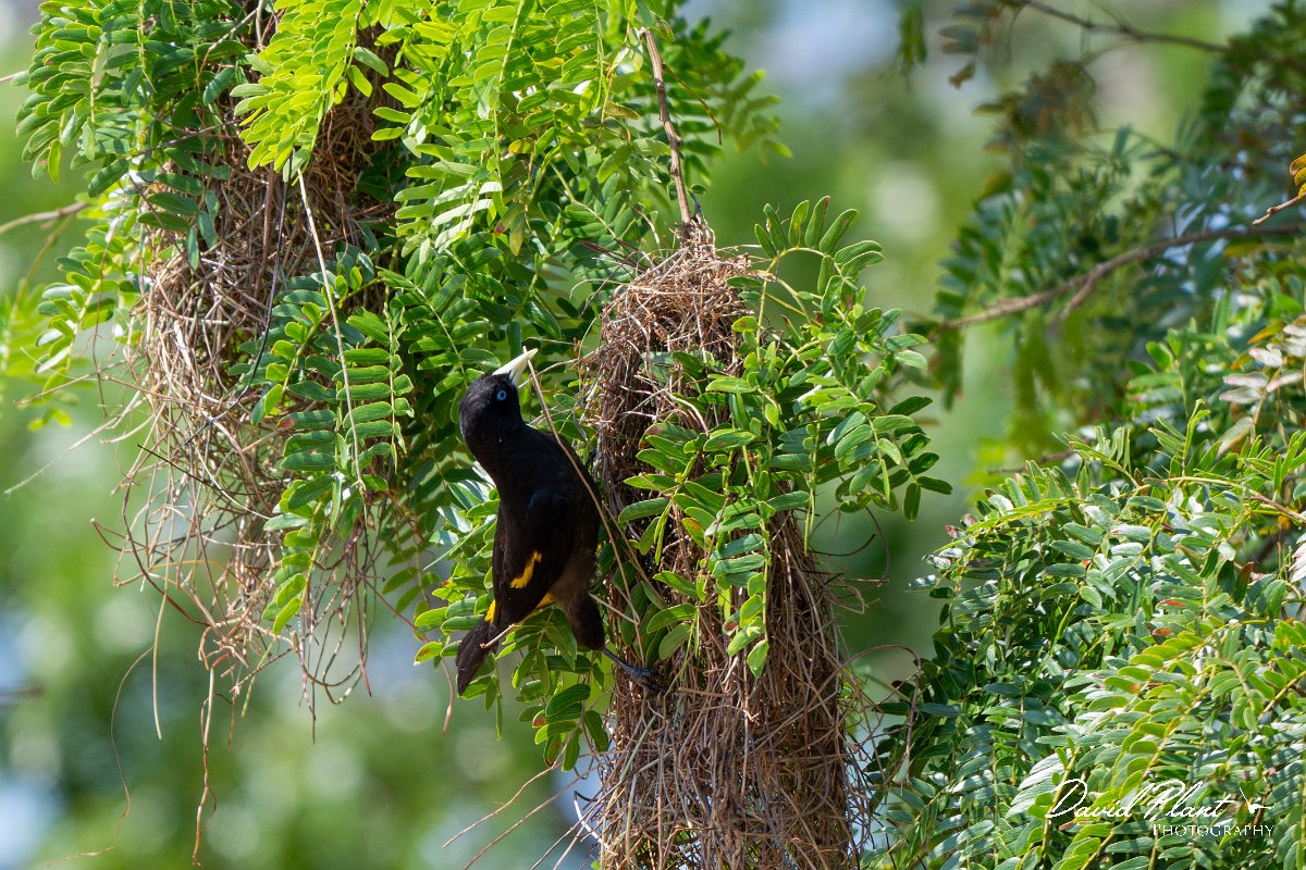 DPPhotography - Pantanal - Yellow-rumped cacique - F.jpg - Yellow-rumped cacique - Pantanal, Brazil
