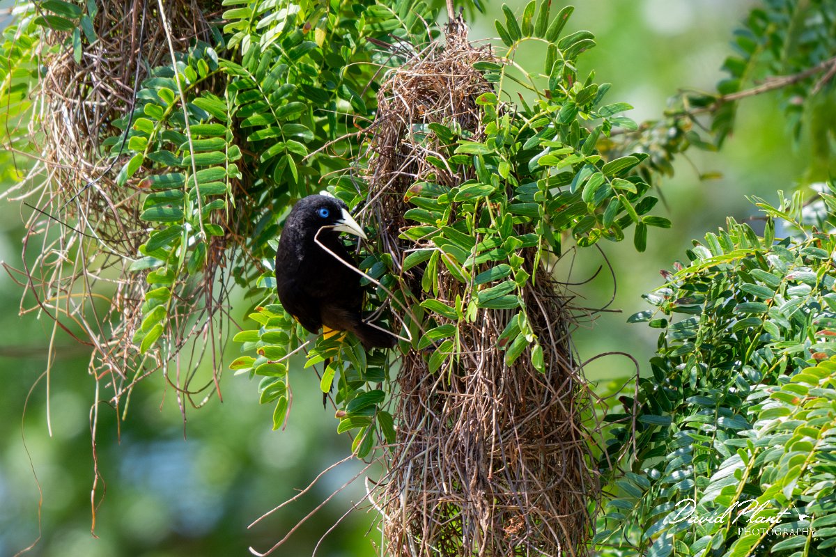 DPPhotography - Pantanal - Yellow-rumped cacique - G.jpg - Yellow-rumped cacique - Pantanal, Brazil