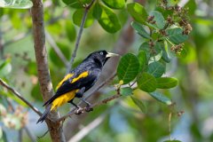 DPPhotography - Pantanal - Yellow-rumped cacique - C