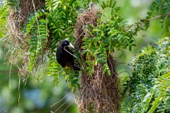 DPPhotography - Pantanal - Yellow-rumped cacique - G