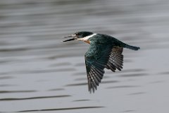 Amazon kingfisher