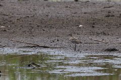 American golden plover