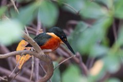 American pygmy kingfisher
