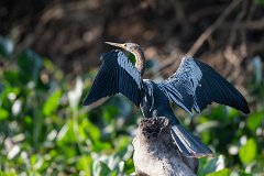 Anhinga