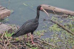 Bare-faced ibis