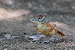 Barred antshrike