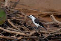 Black-backed water tyrant