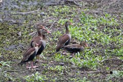 Black-bellied whistling duck