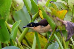 Black-capped donacobius