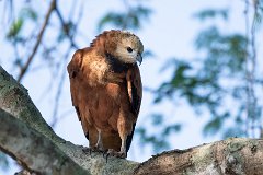 Black-collared hawk