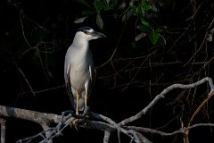 Black-crowned night heron