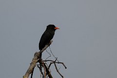 Black-fronted nunbird