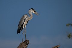 Black-headed heron