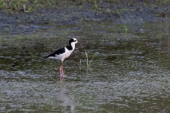 Black-necked stilt