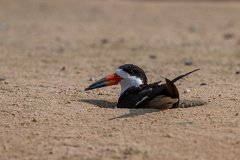 Black skimmer