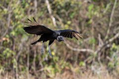 Black vulture
