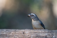 Bluish-grey saltator