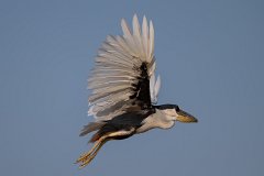 Boat-billed heron
