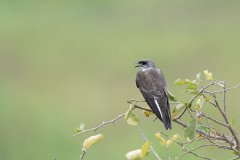 Brown-chested martin