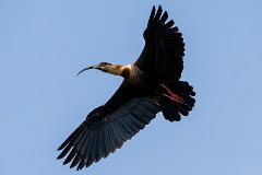 Buff-necked ibis