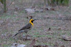 Campo flicker