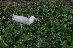 Capped heron