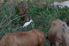Cattle egret