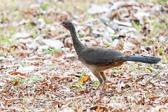 Chaco chachalaca