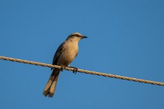Chalk-browed mockingbird