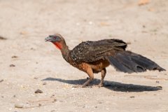 Chestnut-bellied guan