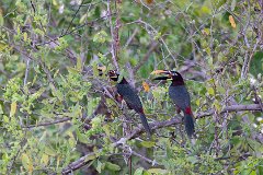 Chestnut-eared aracari