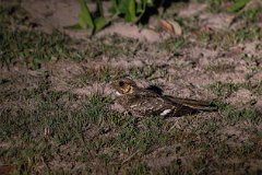 Common pauraque