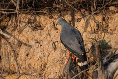 Crane hawk