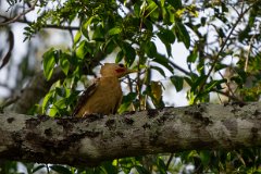 Cream-coloured woodpecker