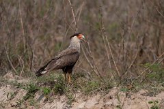 Crested caracara