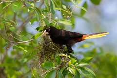 Crested oropendola