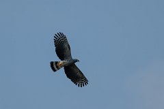 Double-toothed kite
