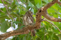 Ferruginous pygmy owl
