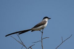 Fork-tailed flycatcher