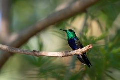 Fork-tailed woodnymph