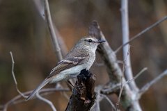 Fuscous flycatcher