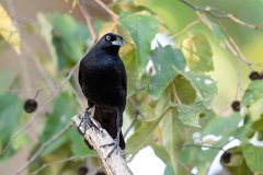 Giant cowbird